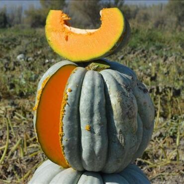 Bal Kabağı Tohumu - Aktarloji