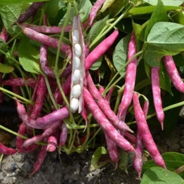 Barbunya Tohumu - Aktarloji