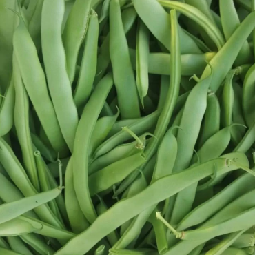 Berlant Fasulye Tohumu - Aktarloji