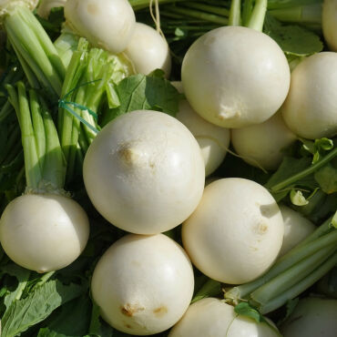 Beyaz Turp Tohumu - Aktarloji