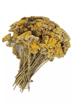 Civan Perçemi Otu Bağ - Aktarloji