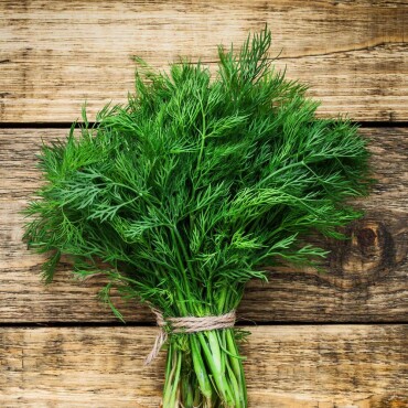 Dereotu Tohumu - Aktarloji