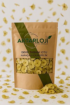 Deve Tabanı Otu ( Çarkıfelek - Karaçalı ) - 4