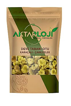 Deve Tabanı Otu ( Çarkıfelek - Karaçalı ) - 2