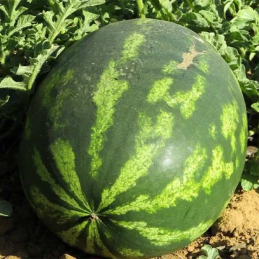 Diyarbakır Karpuz Tohumu - Aktarloji