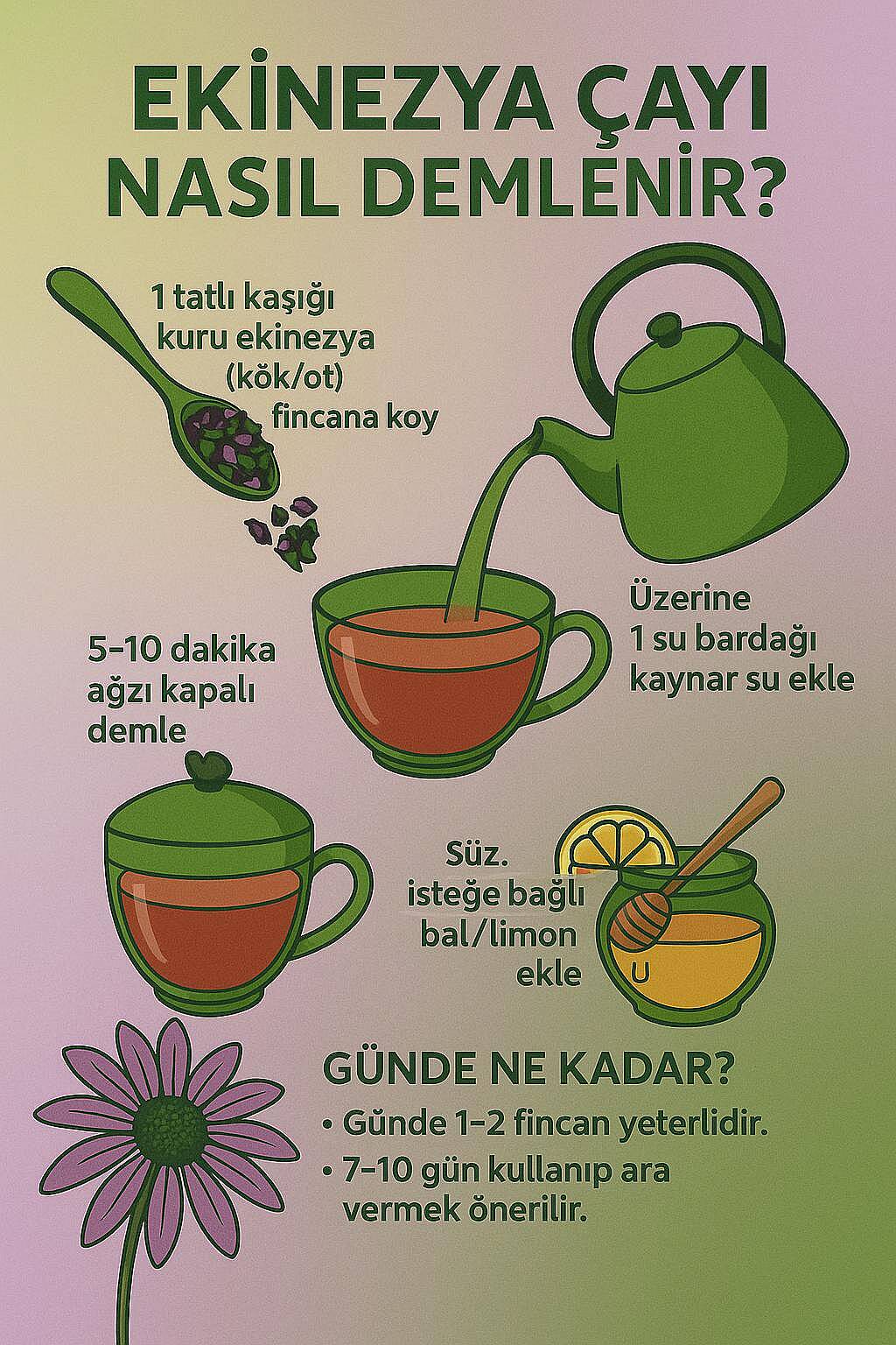 Ekinezya Tomurcuk - 2