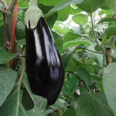 Halep Karası Patlıcan Tohumu - Aktarloji