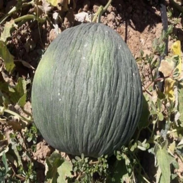 Hasanbey Kavun Tohumu - Aktarloji