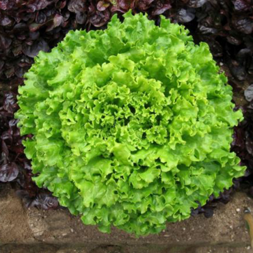 İri Kıvırcık Marul Tohumu - Aktarloji