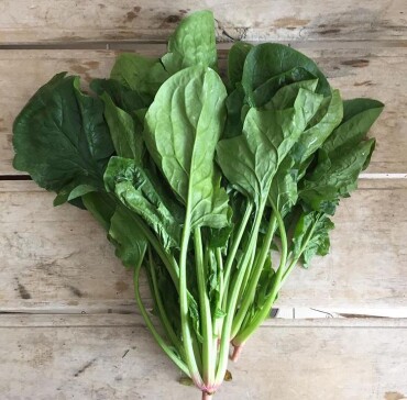 Ispanak Tohumu (Geniş Yaprak) - Aktarloji