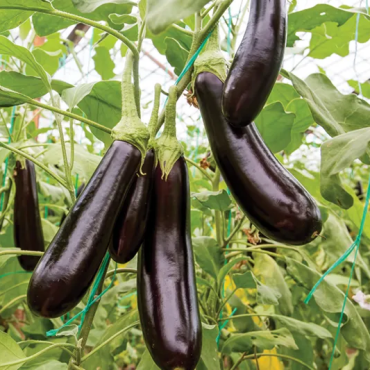 Kemer Patlıcan Tohumu - Aktarloji