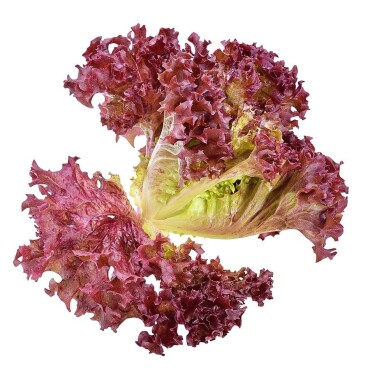 Kırmızı Kıvırcık Marul Tohumu - Aktarloji