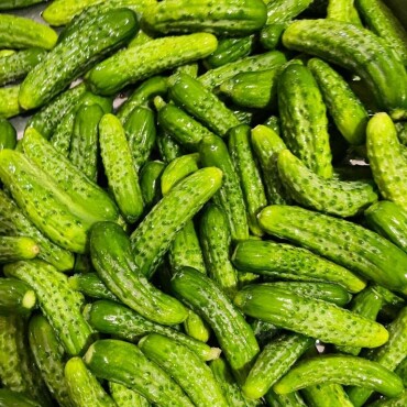 Kornişon Salatalık Tohumu - Aktarloji