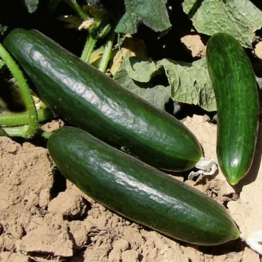 Köy Salatalık Tohumu - Aktarloji