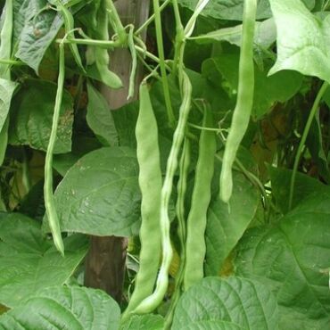 Magnum Fasulye Tohumu - Aktarloji