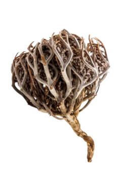 Meryem Ana Eli Otu ( Fatma Ana ) - Aktarloji