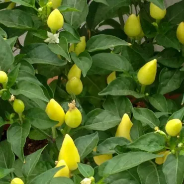 Misket Cin (Süs) Biberi Tohumu - Aktarloji