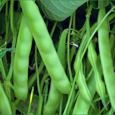 Oturak Fasulye Tohumu - Aktarloji