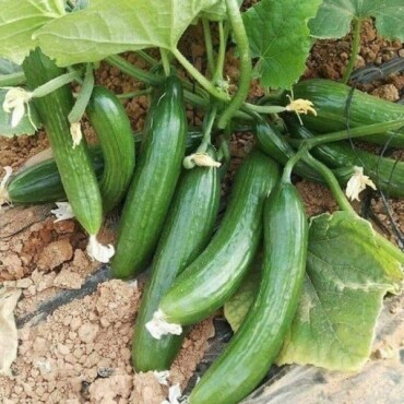 Oturak Hibrik Salatalık Tohumu - Aktarloji