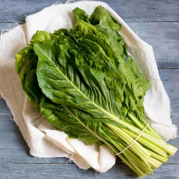 Pazı Tohumu - Aktarloji