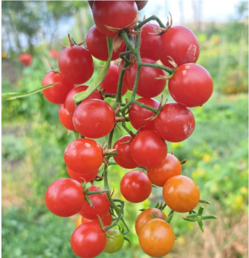 Pinpon Domates Tohumu - Aktarloji