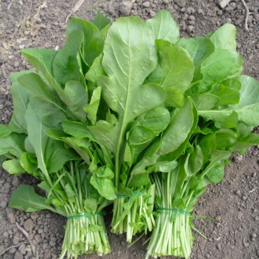 Roka Tohumu - Aktarloji