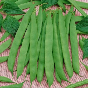 Romano Fasulye Tohumu - Aktarloji