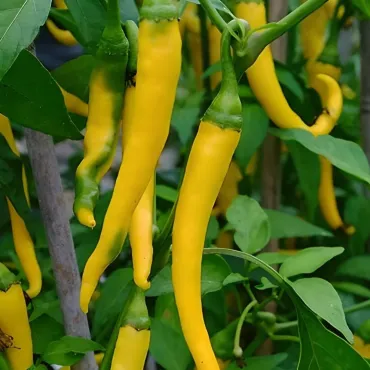 Sarı Stone Biber Tohumu - Aktarloji