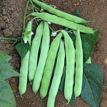 Sarıkız Fasulye Tohumu - Aktarloji