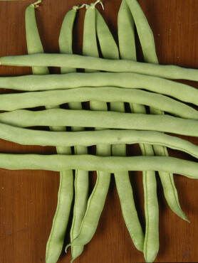 Sazova Fasulye Tohumu - Aktarloji