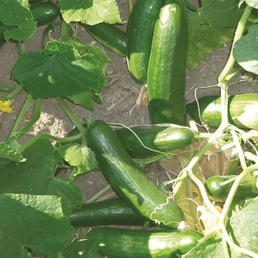 Selen Hibrit Salatalık Tohumu - Aktarloji