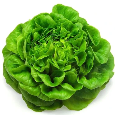 Şemikler Marul Tohumu - Aktarloji