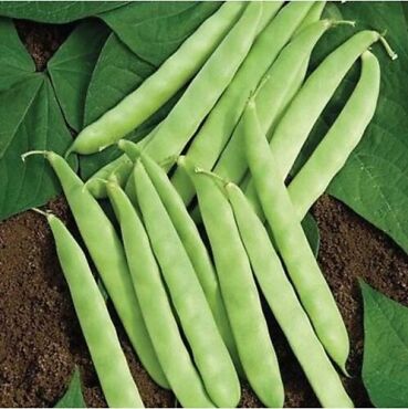 Simbo Fasulye Tohumu - Aktarloji