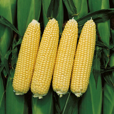 Tatlı Mısır Tohumu - Aktarloji