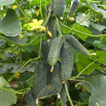 Turşuluk Salatalık Tohumu - Aktarloji