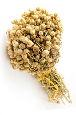 Üzerlik Otu Bağ - Aktarloji